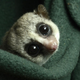 One of the Duke Lemur Center’s fat-tailed dwarf lemurs